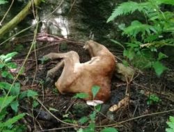 Menjelang Hari raya Idul Fitri Tahun Ini, Pencurian Sapi Kembali Marak