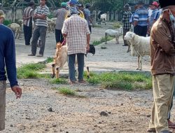 Pasar Hewan Bondwoso mulai menggeliat.