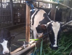 Produsen Susu Sapi Segar di Madiun Butuh Perhatian Pemerintah