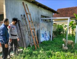 Curi Kambing Ternak Warga, Seorang Pemuda Ditangkap