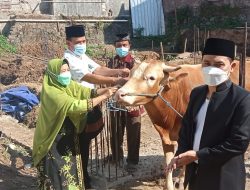 Momen Idhul Adha, ASC FOUNDATION Bagikan 15 Ekor Sapi dan 107 Kambing Kepada Warga