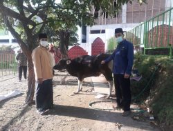 DPD NasDem Kabupaten Mojokerto Serahkan Bantuan Satu Ekor Sapi Qurban Kepada Yayasan Amanatul Ummah.