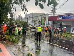 Polres Jember dan BPBD Jember Evakusi Mobil yang Tertimpa Pohon Akibat Hujan Deras