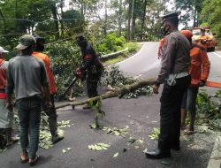 Mitigasi Bencana, Satlantas Polres Jember Bersama BPBD dan RPH Pangkas Dahan di Jalur Kumitir