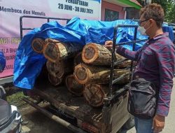 3 Orang Pelaku Ilegal Logging Kepergok Curi Kayu Sono