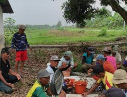 Basmi Hama Tikus, Petani Desa Betro Terpaksa “Racuni” Tikus Dengan Bahan Kimia Melalui Yuyu