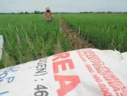 Lombok Timur – NTB Pastikan Stok Pupuk Bersubsidi Cukup