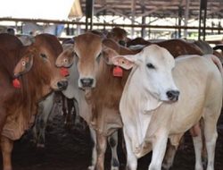 Bantuan Sapi Tak Boleh Disalahgunakan