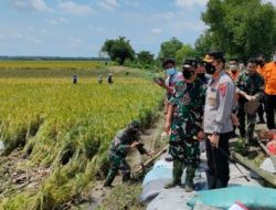 Dandim 0813, Kapolres dan BPBD Bojonegoro Tinjau Lokasi Tanggul Jebol di Kedungprimpen