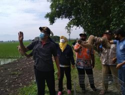 Dinas Pertanian Kabupaten Jombang Lepas 14 Burung Hantu untuk Kendalikan Hama Tikus di Jombang