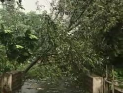 Angin Puting Beliung Kembali Menghantam Madiun