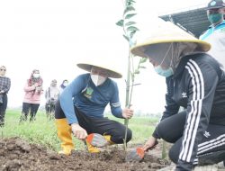 Desa Pabean Sedati Sidoarjo Budidayakan Holtikultura Tanam 500 Bibit Jeruk Siem