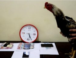 Tim Buser Satreskrim Polres Situbondo Tangkap 4 Pelaku Judi Sabung Ayam