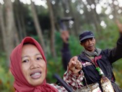Salim dari Ponorogo Penyadap Pinus KPH Lawu Ds