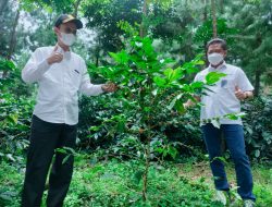 Dirut Perhutani Didampingi Kadivre Jatim Kunker ke KPH Bondowoso Lihat Agroforestry Kopi