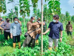 Perhutani Temukan Formula Percepat Pertumbuhan Jati