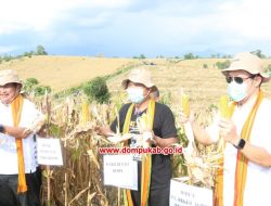 Ini Kunci Jagung Dompu Bisa Tanam Dua Kali Setahun