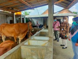 Dinas Ketahanan Pangan dan Pertanian Kota Blitar Lakukan Pemantauan Usaha Jagal Sapi Antisipasi Kasus PMK