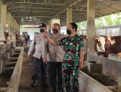 Cegah Wabah PMK,  Polres Jember Kolaborasi Bersama 3 Pilar Lakukan Ini