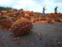 Petani Kelapa Sawit Indonesia Terima Kasih ke Presiden Jokowi Karena Cabut Larangan Ekspor