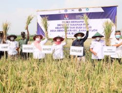 Bupati Blitar Ikut Panen Padi Organik di Desa Bendosari
