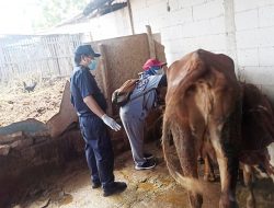 Dispertan Kabupaten Pati Lakukan Vaksinasi PMK di Wilayah Kec. Pucakwangi