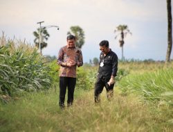 Kabupaten Gowa Diharap Jadi Percontohan Pengembangan Demplot Tanaman Jagung
