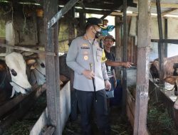 Kapolresta Sidoarjo Tinjau Kandang Sapi, Antisipasi Penyakit PMK Jelang Idul Adha