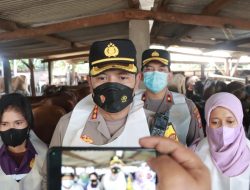 Kapolresta Sidoarjo Croscek Suntikan Vaksin dan Vitamin pada Hewan Lembu