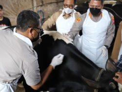 Optimalkan Penanganan PMK Polresta Malang Kota Gelar Vaksinasi Hewan Ternak