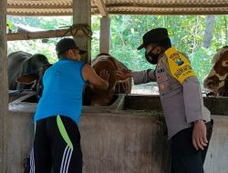 Polsek Siman Dampingi Paramedik  Periksa Sapi yang Terjangkit PMK di Kec. Siman Kab. Ponorogo