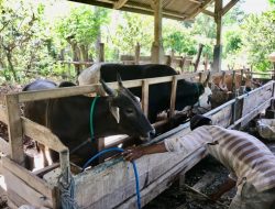 Disnakeswan Dompu Dorong Penamanan Lamtoro untuk Penghijauan