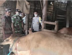 Bhabinkamtibmas Polsek Tikung Bersama Babinsa Monitoring PMK ke Kandang Sapi