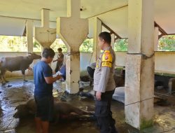 Cegah PMK, Bhabinkamtibmas Desa Luar Monitoring dan Awasi Kegiatan di RPH Kecamatan Alas