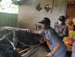 Cegah PMK, Polsek Singosari Melaksanakan Pendampingan Vaksinasi Hewan Ternak