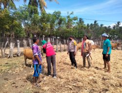 Cegah Wabah PMK, Bhabinkamtibmas Labu Kuris Monitoring dan Edukasi Pemilik Ternak