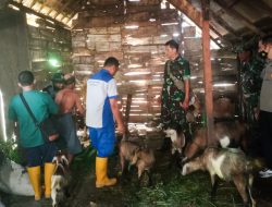 Babinsa Koramil Temayang Bojonegoro, Laksanakan Pendampingan Vaksinasi Hewan Ternak