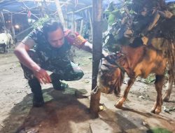 Pastikan Kesehatan Hewan Kurban, Babinsa Kodim Bojonegoro Cek Penjualan Hewan Kurban