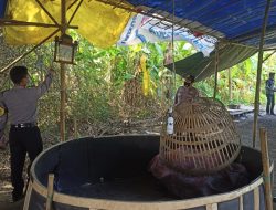 Polisi Bongkar tempat diduga Jadi Arena Judi Sabung Ayam