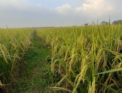 Pemkab Bojonegoro Siapkan BUMD untuk Kestabilan Pangan Bojonegoro