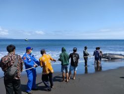 Hiu Tutul Terdampar dan tak Terselamatkan di Pantai Selatan Jember
