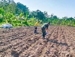 Sukseskan Program Hanpangan, Babinsa Kodim Bojonegoro lakukan Perawatan Tanaman