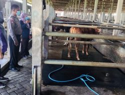 Polresta Sidoarjo Dampingi Tim Vaksinator Cegah Penyebaran Wabah PMK