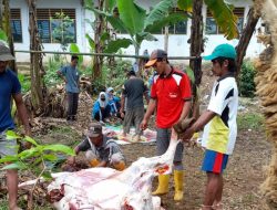 Rayakan Idhul Adha 1443H, MTs Negri 05 Jember Sembelih dan Salurkan 10 Hewan Qurban