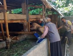 Upaya Berantas Penyebaran Virus PMK, Polsek Batukliang Polres Lombok Tengah Lakukan Pendampingan Giat Vaksinasi