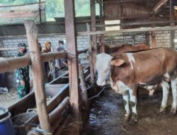 Giat Pendampingan Binluh PMK Polsek Ngimbang bersama TNI di desa Girik