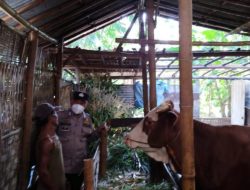 Kapolsek Kangkung Bersama Bhabinkamtibmas Rutin Pantau Ternak Sapi Desa Kadilangu