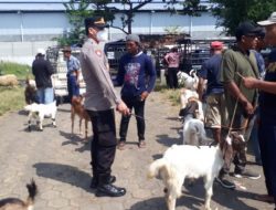 Polsek Cepiring Polres Kendal Aktif Lakukan Pencegahan PMK di Pasar Hewan Wagean