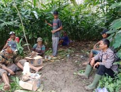 Musim Hujan Polsek Rembang Polres Purbalingga Imbau Petani Kapulaga Waspada Bencana