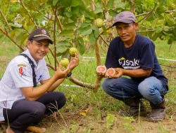 Jalan Nglenyer Dongkrak Penjualan Jambu Kristal Merah, Wisata Makin Dikenal&nbsp;